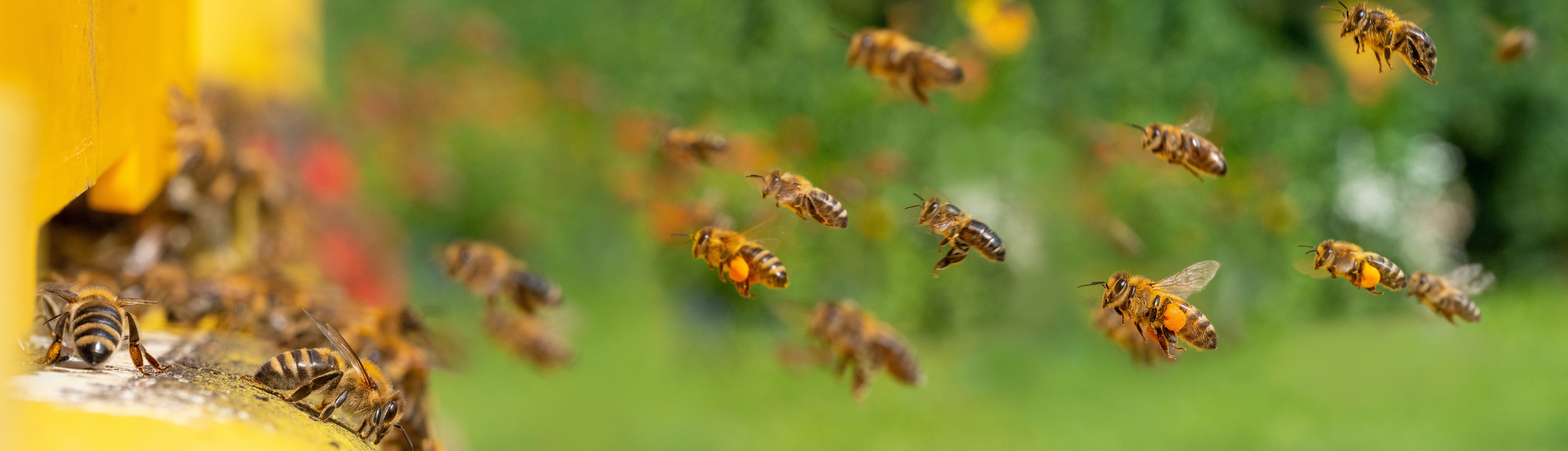 bee hive - bee breeding (Apis mellifera) close up