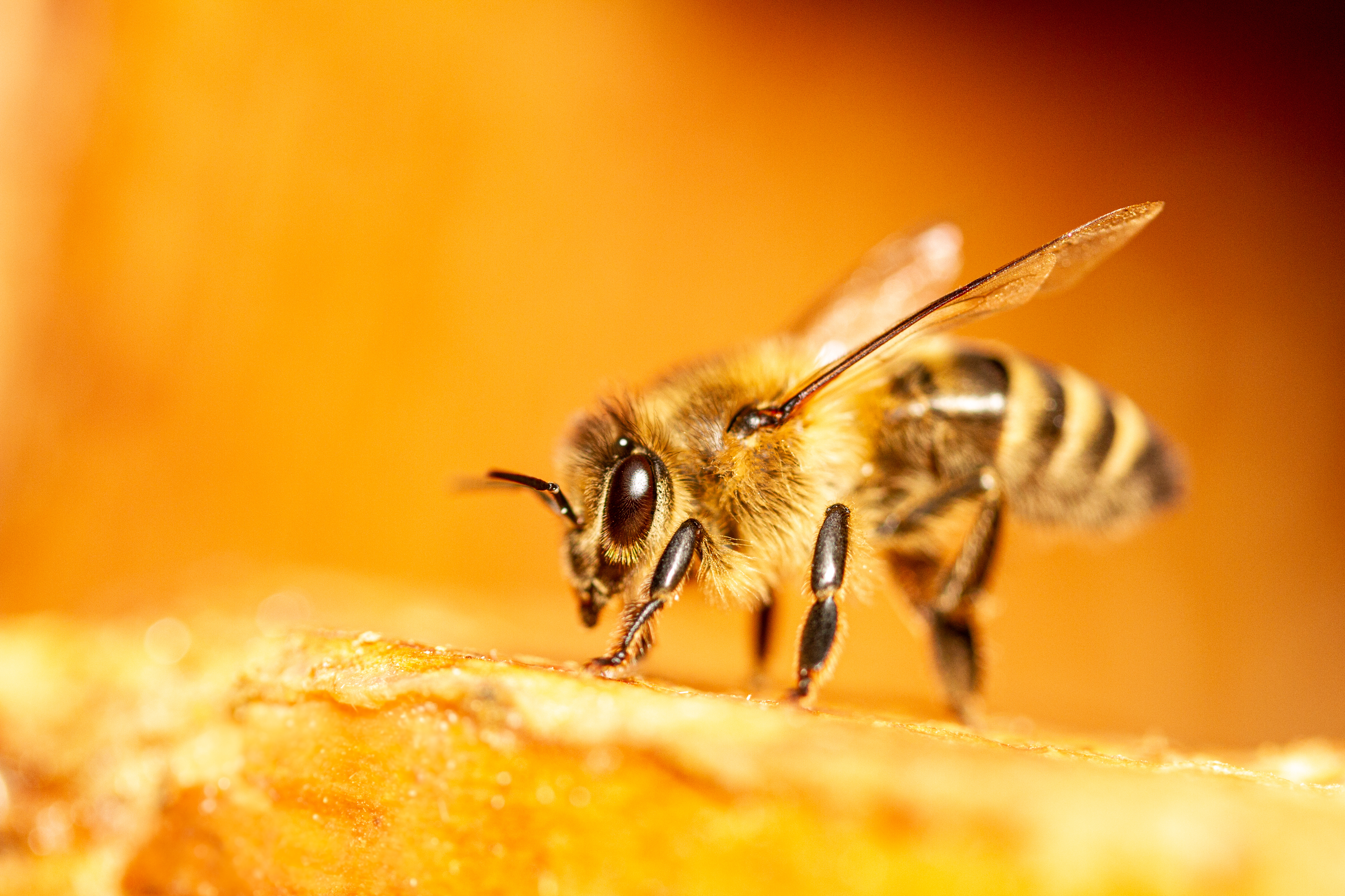 close up of honey bee