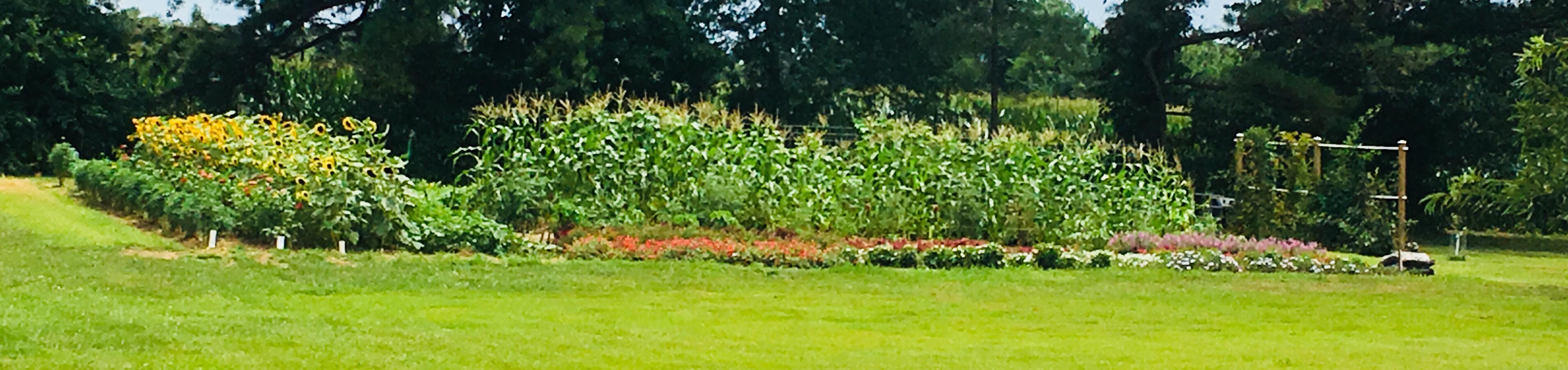 vegetable garden