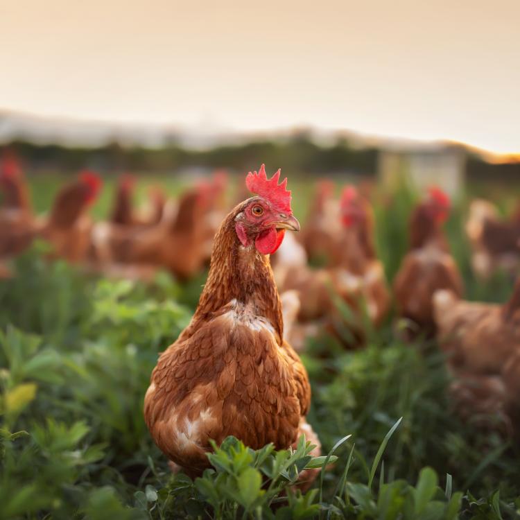  happy free range chicken in the meadow