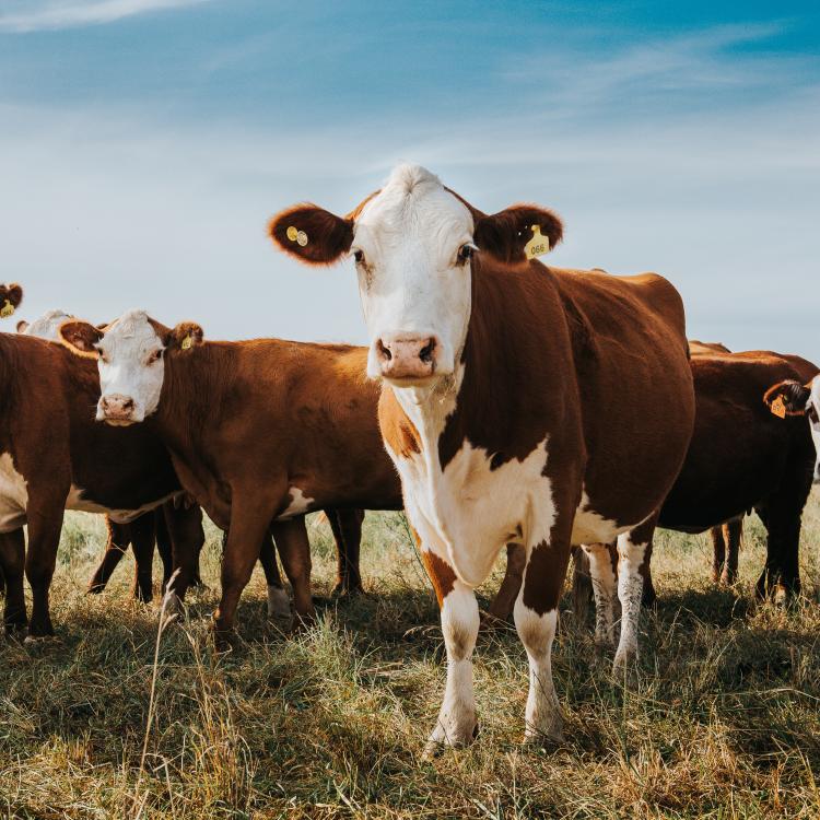  cows in the field