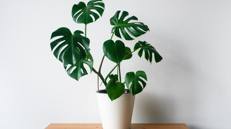 Beautiful Monstera flower in a white pot stands on a wooden table.